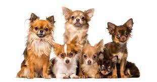 They should get sleeker with age as they lose their how big or how small is your fido based on our chihuahua growth chart? The Most Comprehensive Chihuahua Growth Chart You Ll Ever Need K9 Web