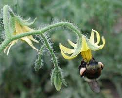 It helps with pollinating fruit trees and early garden plants. Name The Top Plants In Your Yard For Bees Mason Bees Forum At Permies