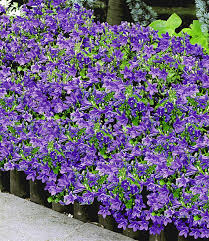 Die glockenblume ist außerdem die gattung mit den meisten kleinräumig verbreiteten arten in nicht jede glockenblume lässt sich im garten anbauen. Hangepolster Glockenblume Top Stauden Baldur Garten