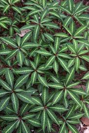 Image result for Impatiens stuhlmannii