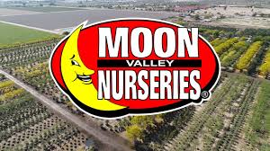 Best purple flowering trees to add to your yard. Moon Valley Nurseries Desert Yard Youtube