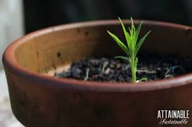It takes fourteen hours to fly from seoul to new york. How To Grow A Nectarine Tree From Seed Spoiler It S Easy