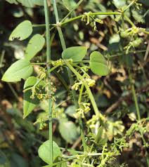 Image result for Rubia cordifolia