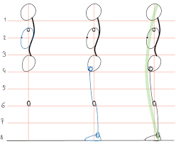 Human Anatomy Fundamentals Basic Body Proportions