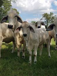 Brahman cattle have a very distinctive appearance with a hump over the shoulders, loose skin under the throat, and large drooping ears; Brahman Cattle For Sale Home Facebook