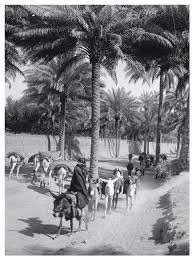 pin by เกษตรกรรม on iraq baghdad iraq photo