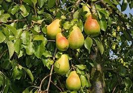 Klassischerweise wird im spätwinter (ab februar, wenn kein frost mehr droht) ein gründlicher rückschnitt durchgeführt. Birnbaum Schneiden Zeitpunkt Baumschere