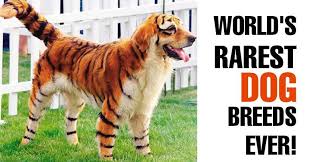 12 Of The World S Rarest Dog Breeds Ever Rare Dog Breeds Dog Breeds Breeds