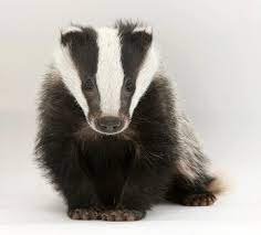 Stop The Badger Cull Sign And Share The Petition Now And Send It Through The Roof Http Epetitions Direct Gov Uk Petitions Animals Badger Animals Beautiful