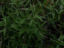 Image result for Oldenlandia