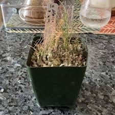 Image result for Albuca sp. no. 1