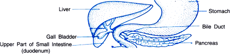 We did not find results for: Draw A Labelled Diagram To Show The Position Of Liver Gall Bladder Bile Duct Upper Part Of Small Intestine And Pancreas From Science Life Processes Class 10 Cbse