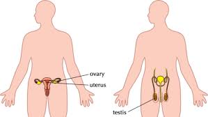 The rib cage is the arrangement of ribs attached to the vertebral column and sternum in. The Excretory System Systems In The Human Body Siyavula