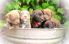 Maybe you would like to learn more about one of these? Pitbull Puppies Rocket Dog Rescue