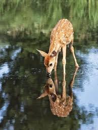 Fawn If Your Hunting And Know A Doe Has A Fawn And Shoot Her Anyway You Haven T See What I Have Others In Their Winter Hurd Hayvanlar Hayvan Evcil Hayvanlar