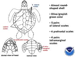 Kemp S Ridley Sea Turtle Florida Go Fishing