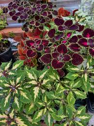 Image result for Coleus pentheri