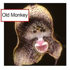 US- Very Rare Dracula Simia Monkey Face ...