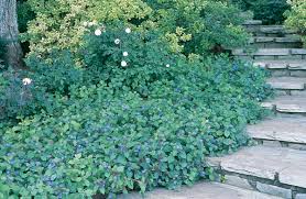 Image result for Stolzia compacta