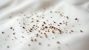 Image result for bed bugs droppings