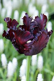 Tulip Black Parrot Dutch Garden World Spring Flowering Bulbs Bulb Flowers Flowering Trees
