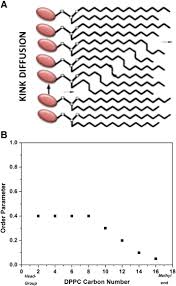 Pure h 2 o at 25°c ionizes into h + and oh −, at a. Functional Role Of Water In Membranes Updated A Tribute To Trauble Sciencedirect