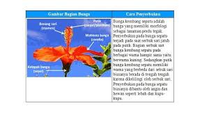 Tabloidmaya just another wordpress.com site menu skip to content * home * about. Kunci Jawaban Tema 1 Kelas 6 Halaman 2 4 Dan 14 Pembelajaran 1 Subtema 1 Tumbuhan Sahabatku Halaman All Tribun Padang