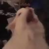Not only does he stay awake and run around the apartment, he yowls loudly in the. Https Encrypted Tbn0 Gstatic Com Images Q Tbn And9gcqnvjpei7gyt8g0v3t9wiwof Ghyk P6e18n3 045jz8yqak1 T Usqp Cau