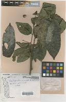 Image result for Pseudospondias