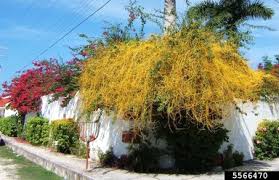 Image result for Cuscuta hyalina