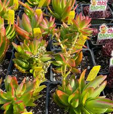 Image result for Crassula capitella
