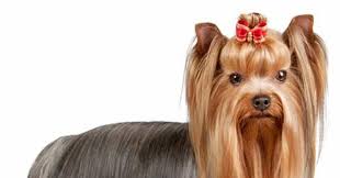 Feb 09, 2016 · labrador retriever. What Dog Breed Is This Trivia Questions Quizzclub