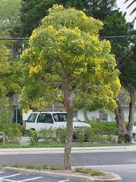 Aloe Barberae Smaller Care Transplanters Sunshine Coast Brisbane South East Queensland Qld Australia Street Trees Plants Tropical Nursery