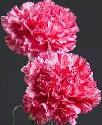 Pin On Flores