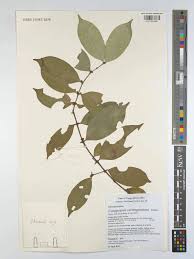 Image result for Cassipourea