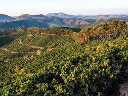 Brazil has an estimated 300,000 coffee plantations spread across thirteen of its states. Drones And New Harvesting Equipment Help Boost Brazil Coffee Crop