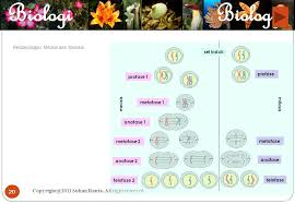Beberapa peristiwa yang terjadi pada pembelahan sel: Soal Essay Pembelahan Sel Pigura