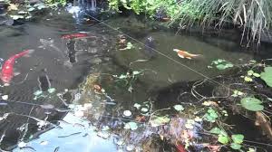 Check spelling or type a new query. Pond Protection With Fishing Line Youtube