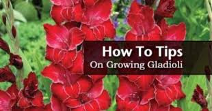 How To Tips On Digging Planting And Growing Gladiolus Bulbs Gladiolus Gladiolus Bulbs Flower Bulbs Garden