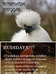 Jenis Jenis Unggas Petelur Dan Ciri Cirinya