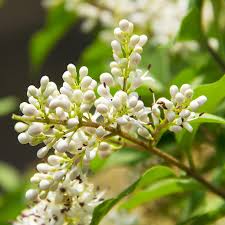 Image result for Ligustrum lucidum