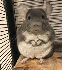 All posts involving chinchillas interacting with other pets will be removed. Reddit Needs More Chinchillas Meet My Guy Linus Aww
