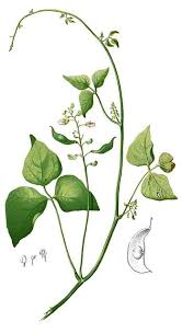 Image result for Phaseolus lunatus