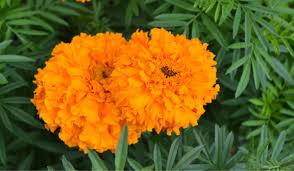 Image result for Tagetes erecta