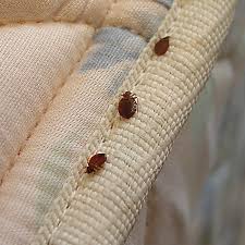 Since the bed bugs had to travel to your car from somewhere, you may also want to check your home and office. How To Avoid Bed Bugs When You Travel Wanderwisdom