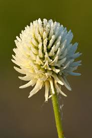 Image result for Trifolium