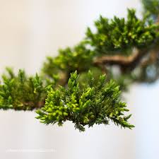 The months of may and june are a period of intense activity in pines. Pruning Juniper Bonsai For Beginners Basic Bonsai