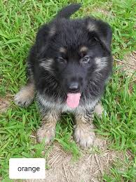 Puppyfinder.com is your source for finding an ideal german shepherd dog puppy for sale near nashville, tennessee, usa area. German Shepherd Puppies For Sale Big Rock Road Tn 301298