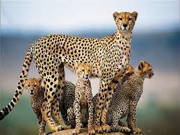 De aceea astăzi este cel mai rapid animal din lumeapare în sălbăticie numai în locuri africane surdite sau în zone protejate în unele zone din asia. W Ghepardul Cel Mai Rapid Animal Din Lume Secretele Acestui Animal Fabulos Evenimentul Zilei