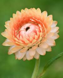 Image result for Helichrysum geminatum